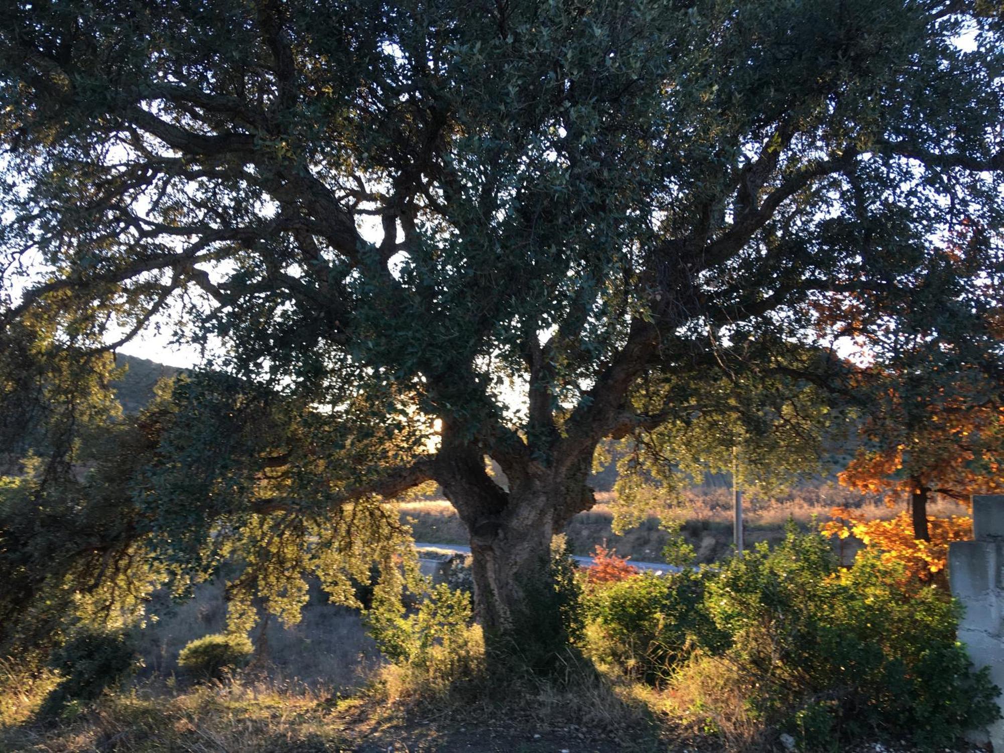Rasigueres Coeur De Nature מראה חיצוני תמונה